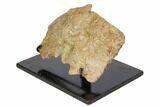 Exceptional, Fossil Phytosaur Scute - Arizona #113352-1
